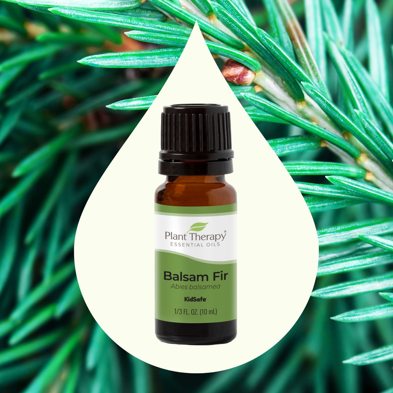 Balsam Fir Essential Oil