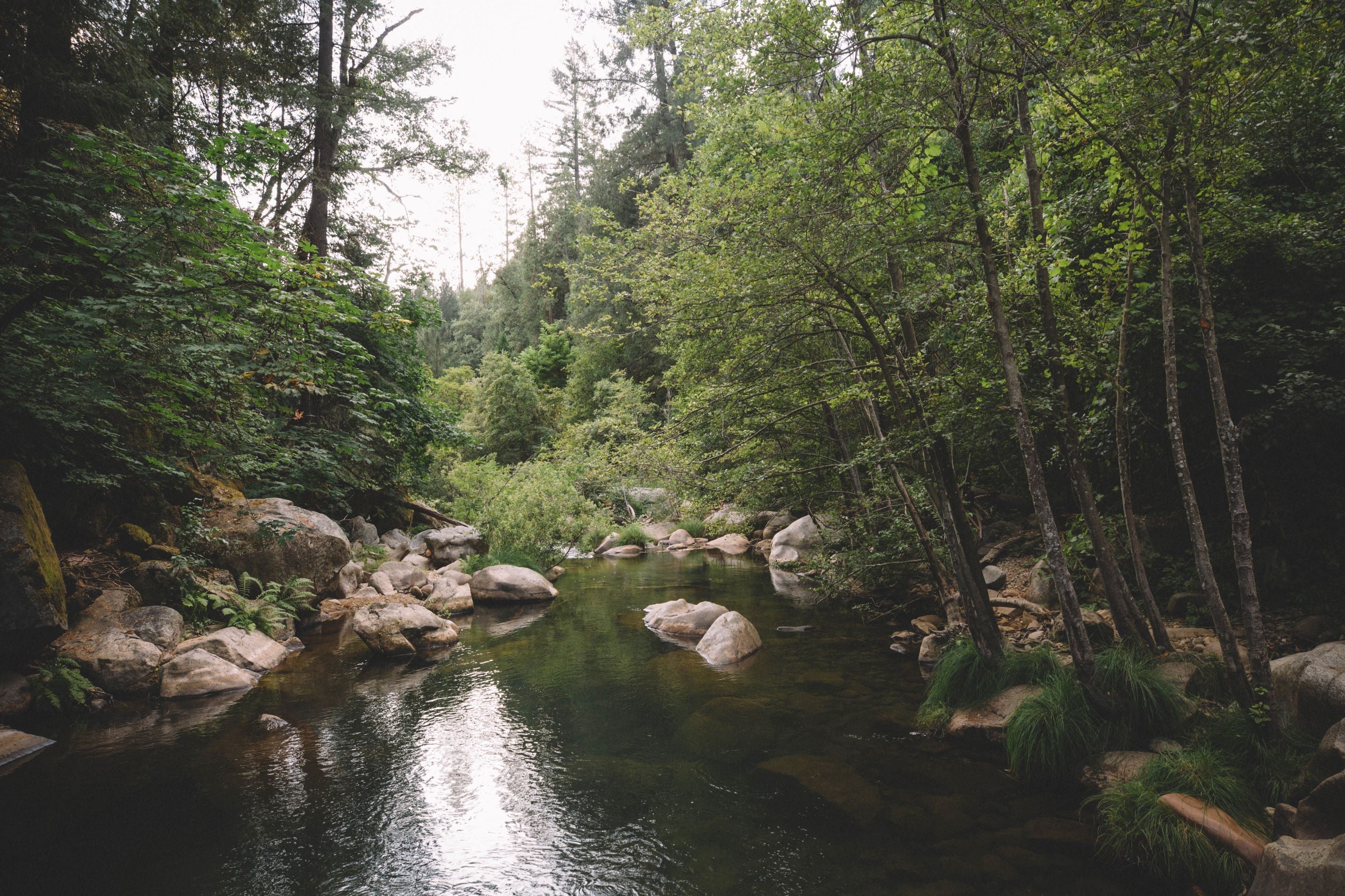 Cascade Forest Essential Oil