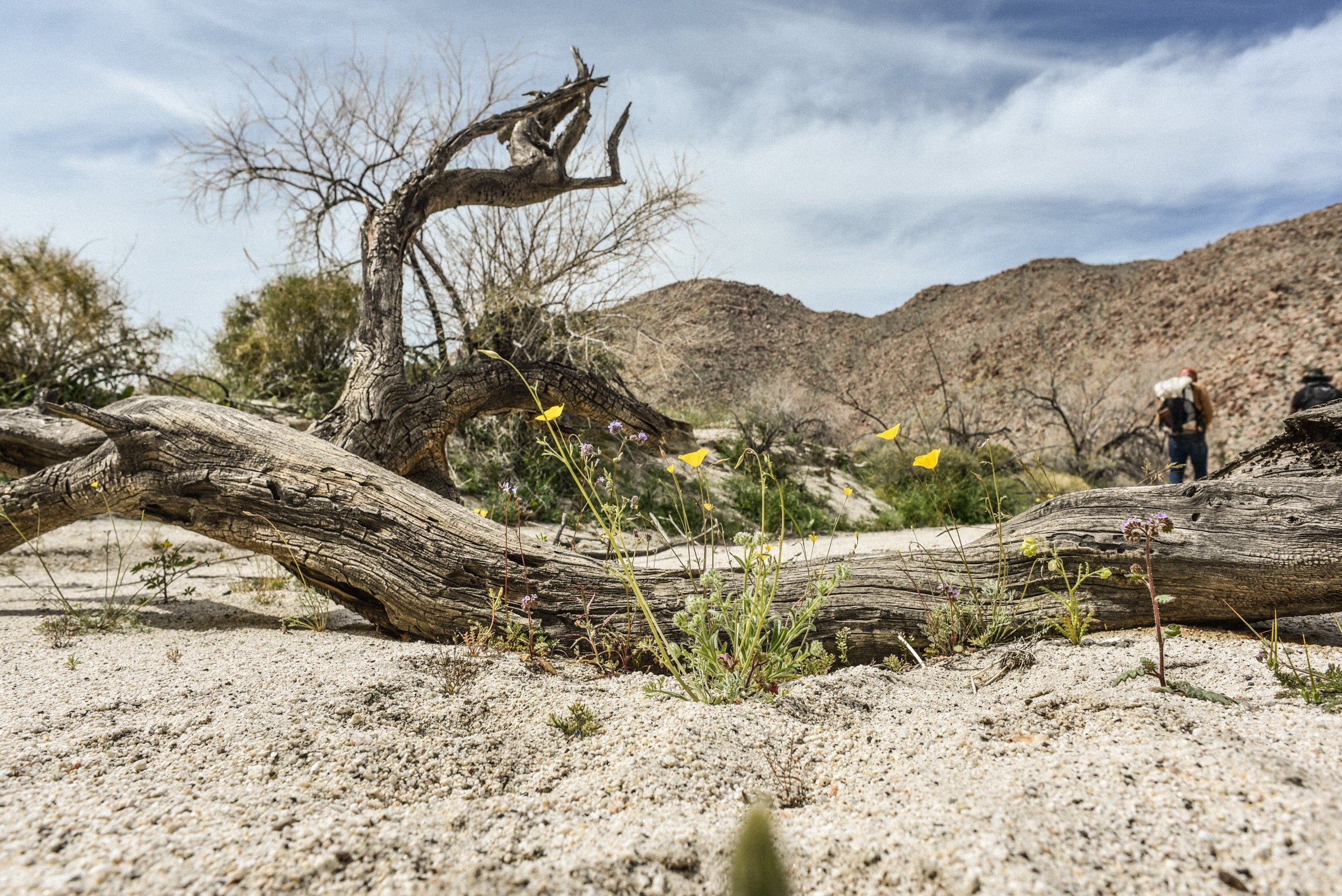 Desert Cedar Essential Oil Candle