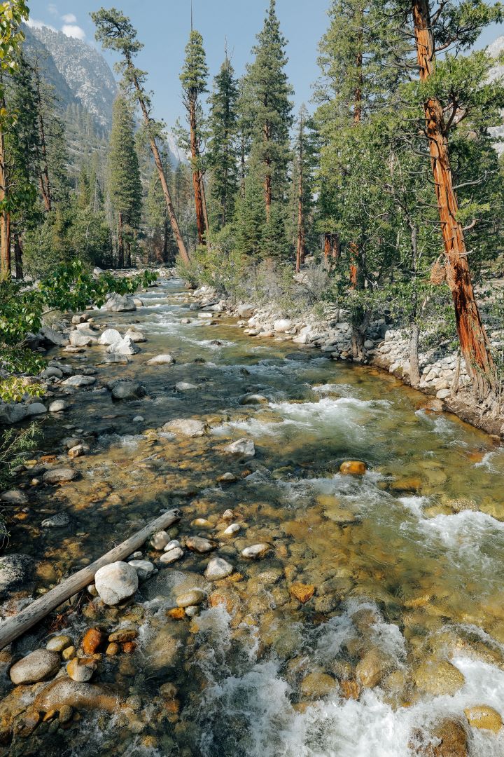 Sierra Forest Seifenstück