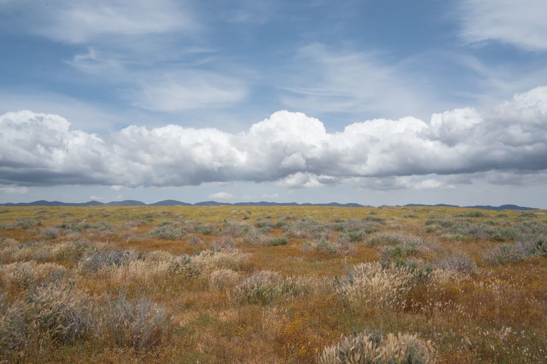 Desert Cedar Room Spray