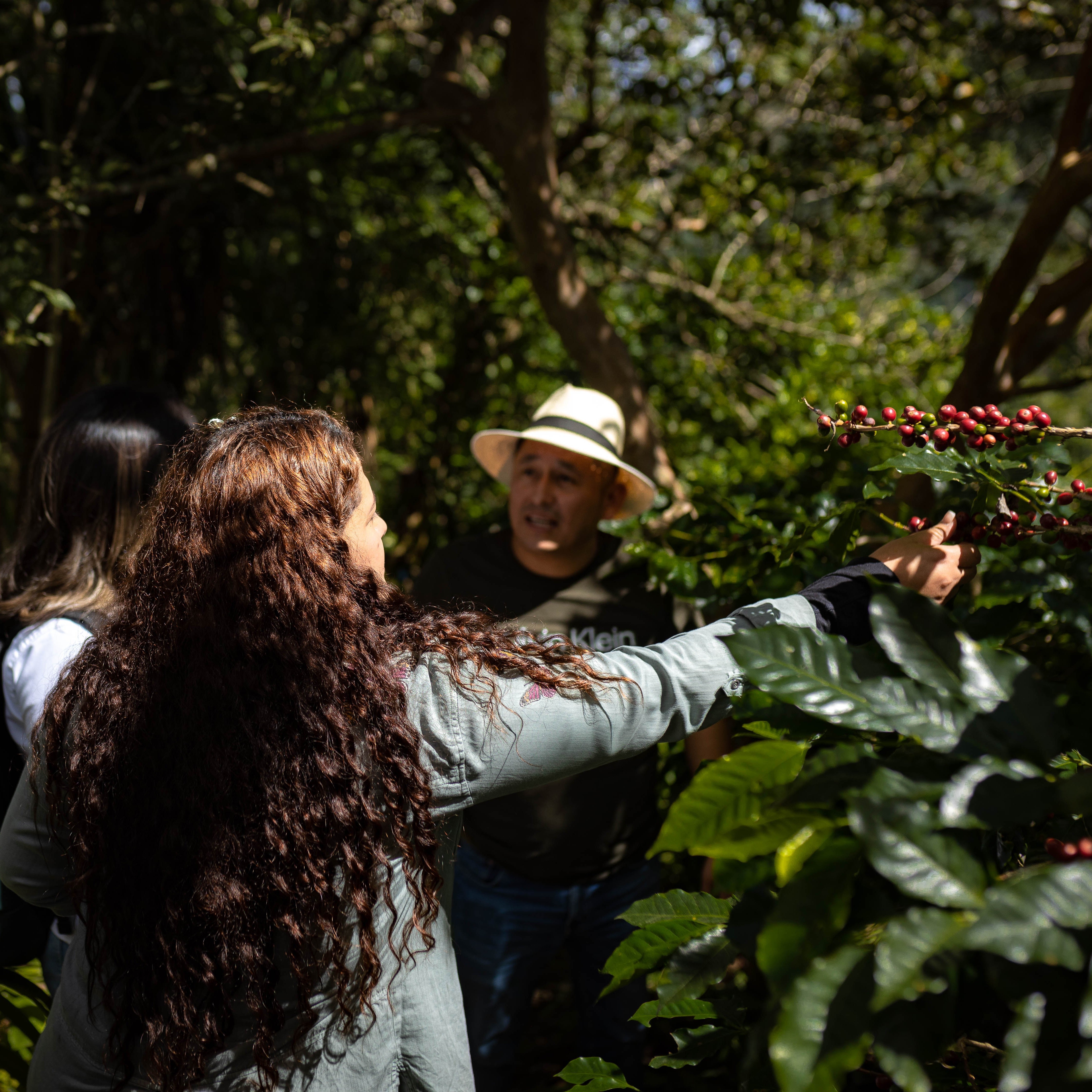 Honduran Bourbon Coffee