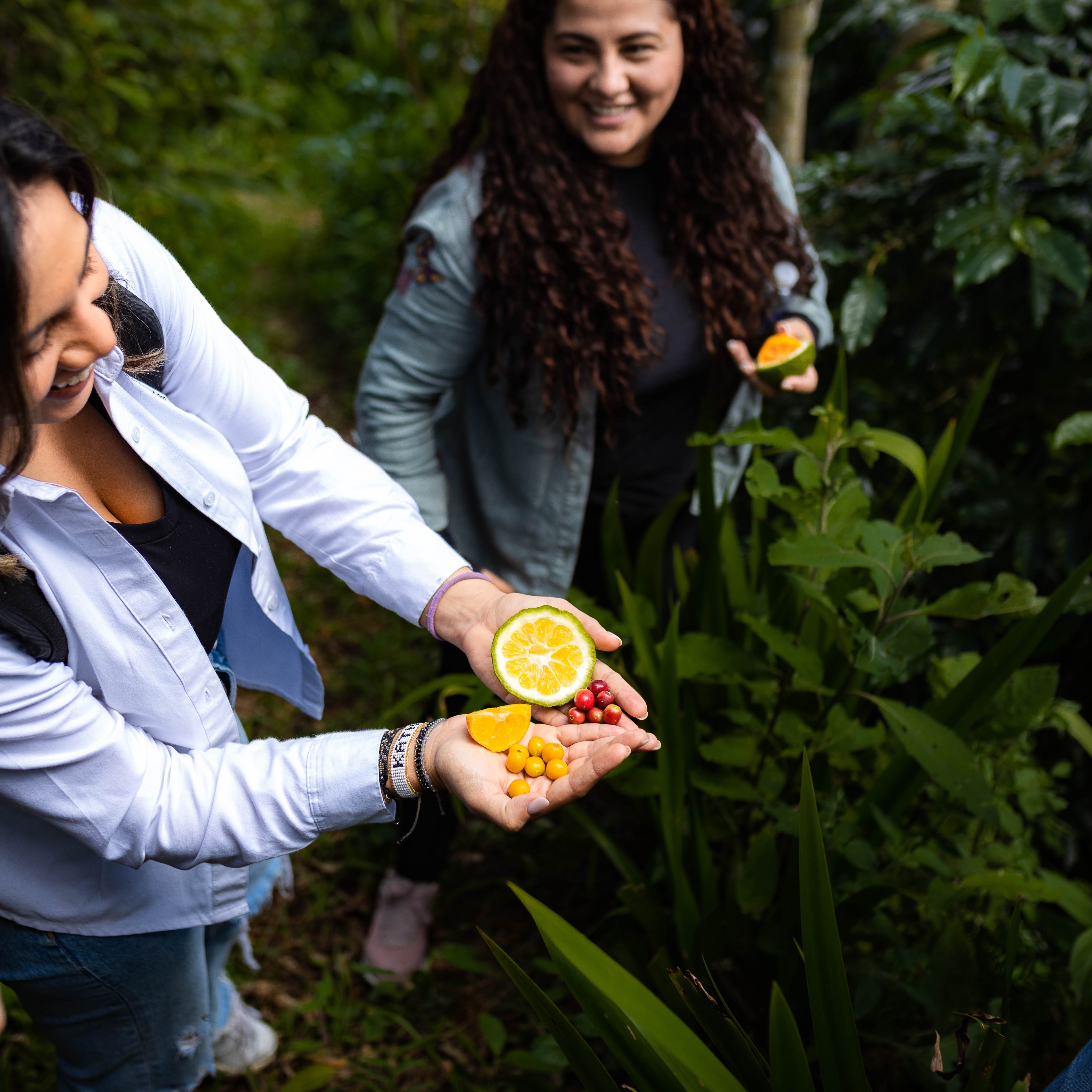 Honduran Catuai Coffee