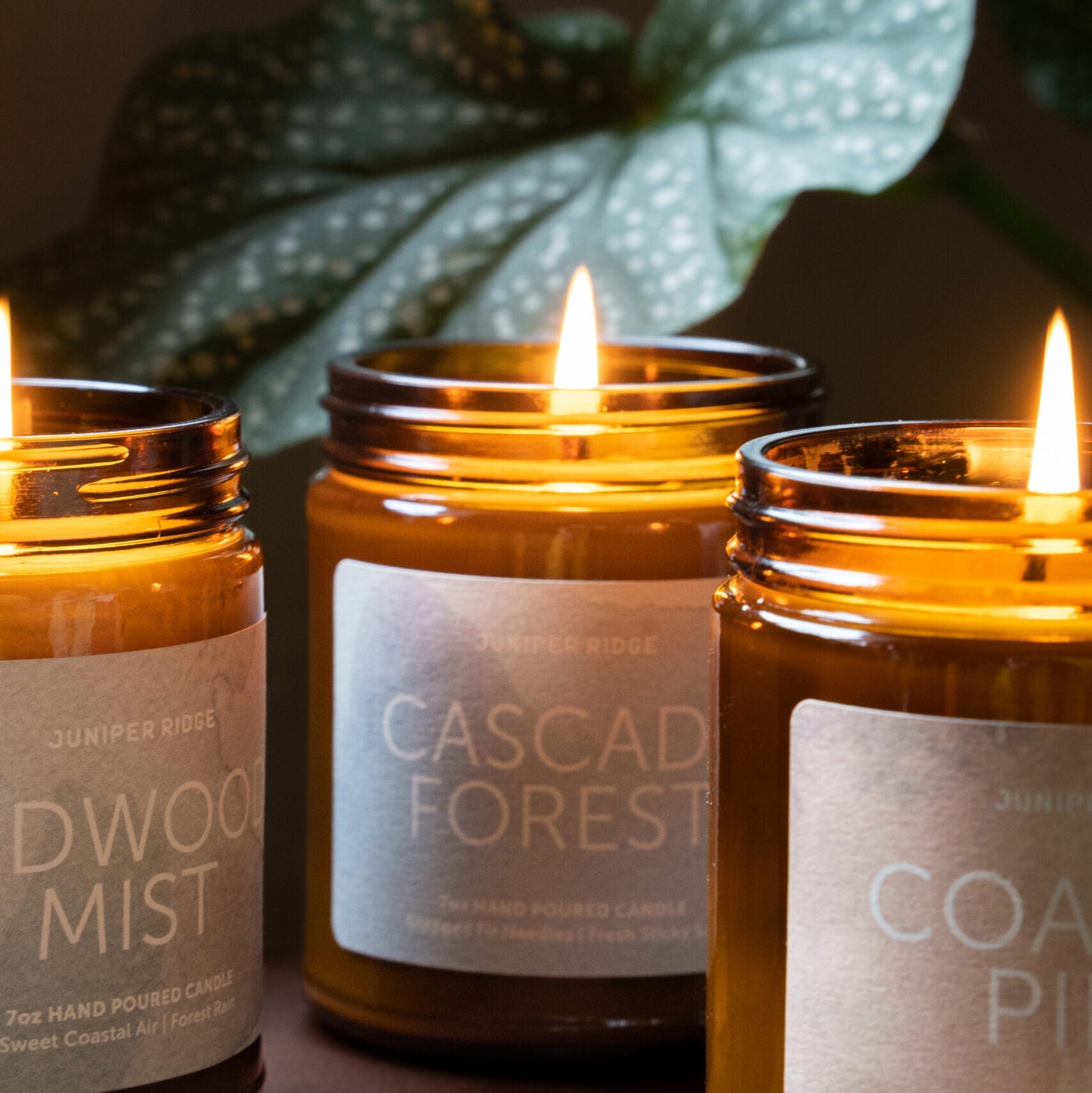 Coastal Pine Essential Oil Candle