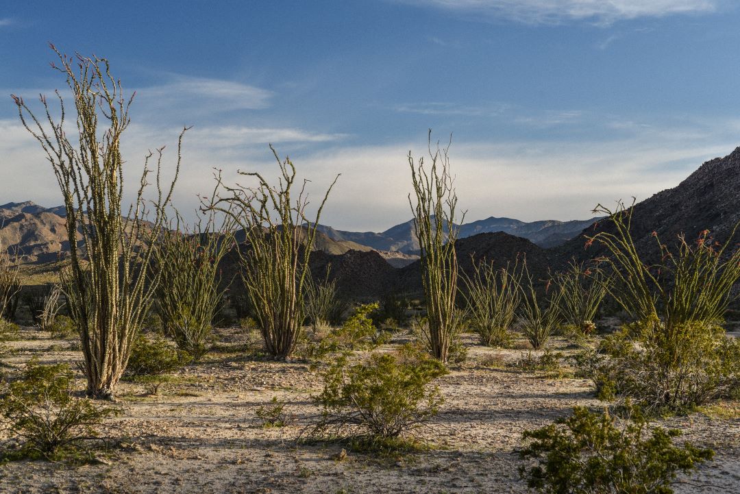 Desert Cedar Body Wash