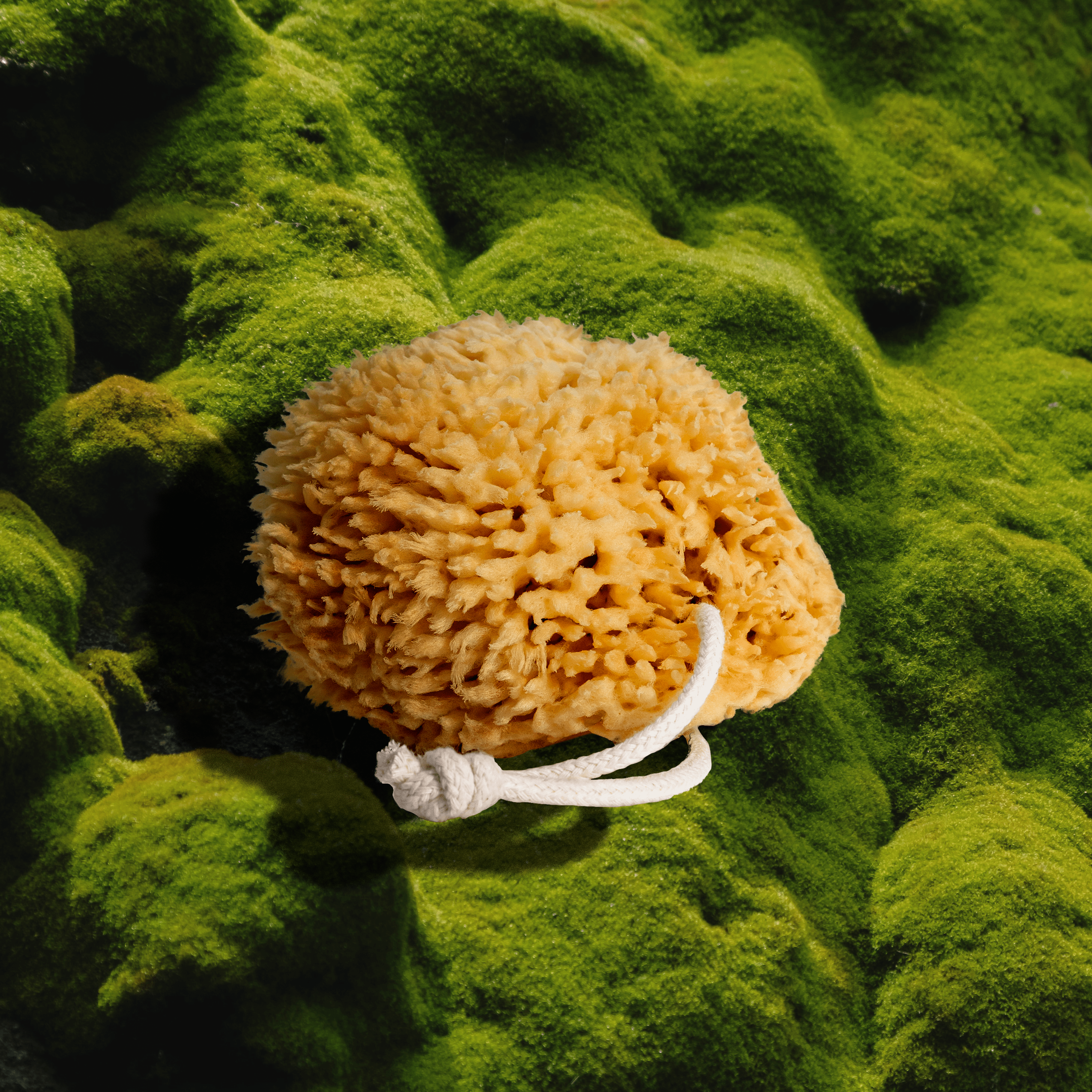 Sea Wool Sponge