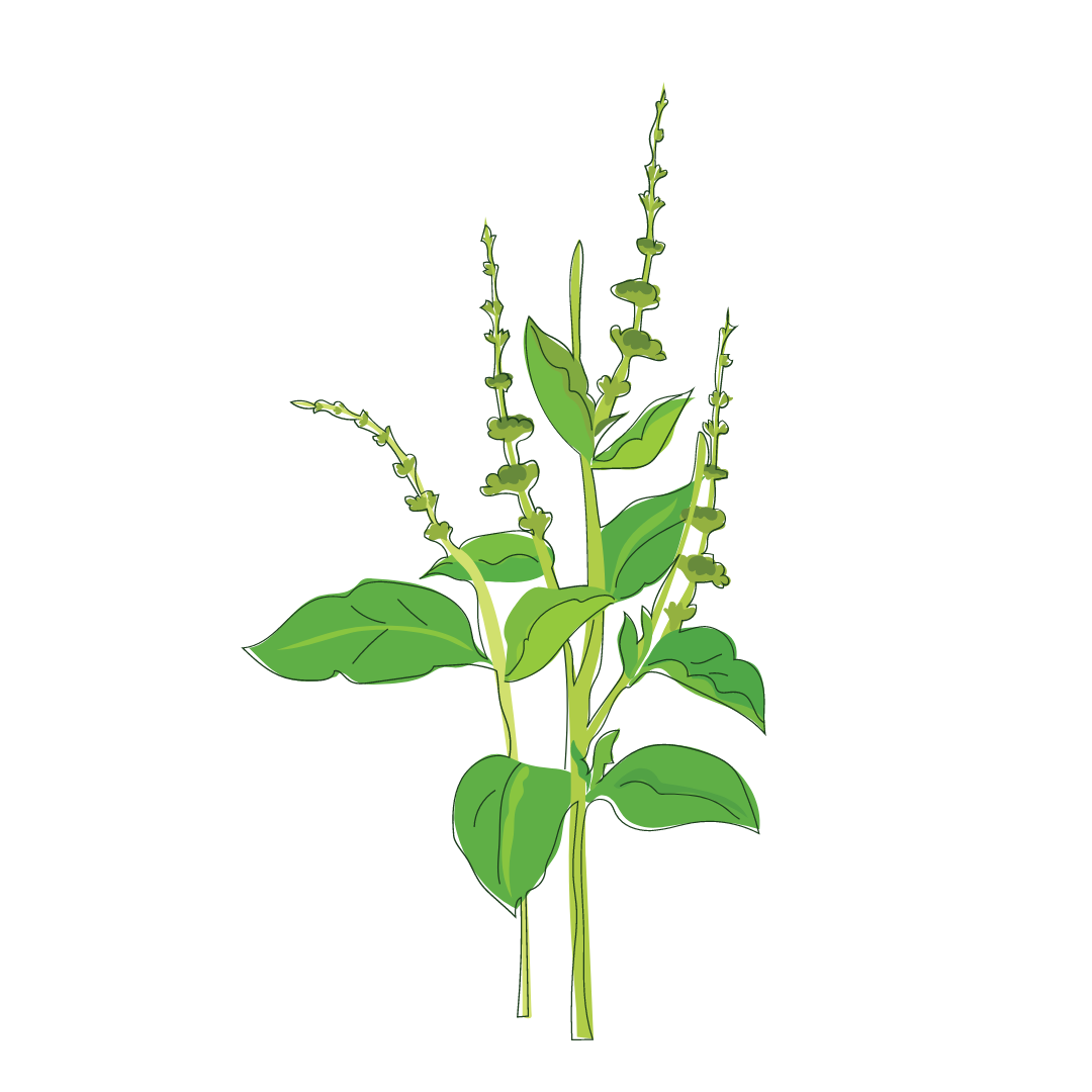 Holy Basil Botanical Illustration