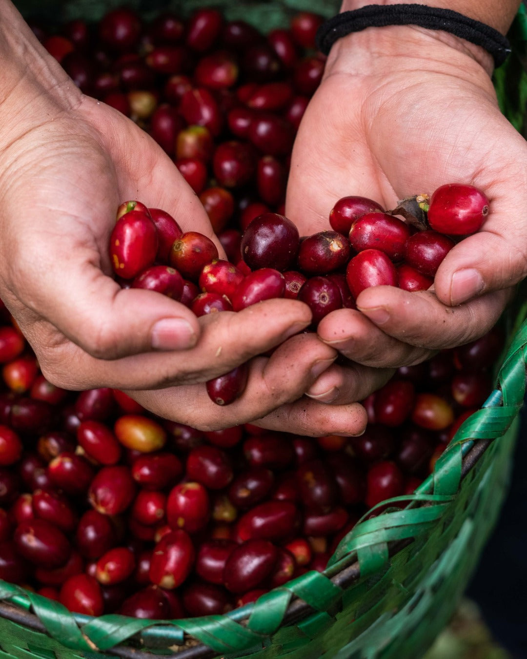 Honduran Parainema Coffee