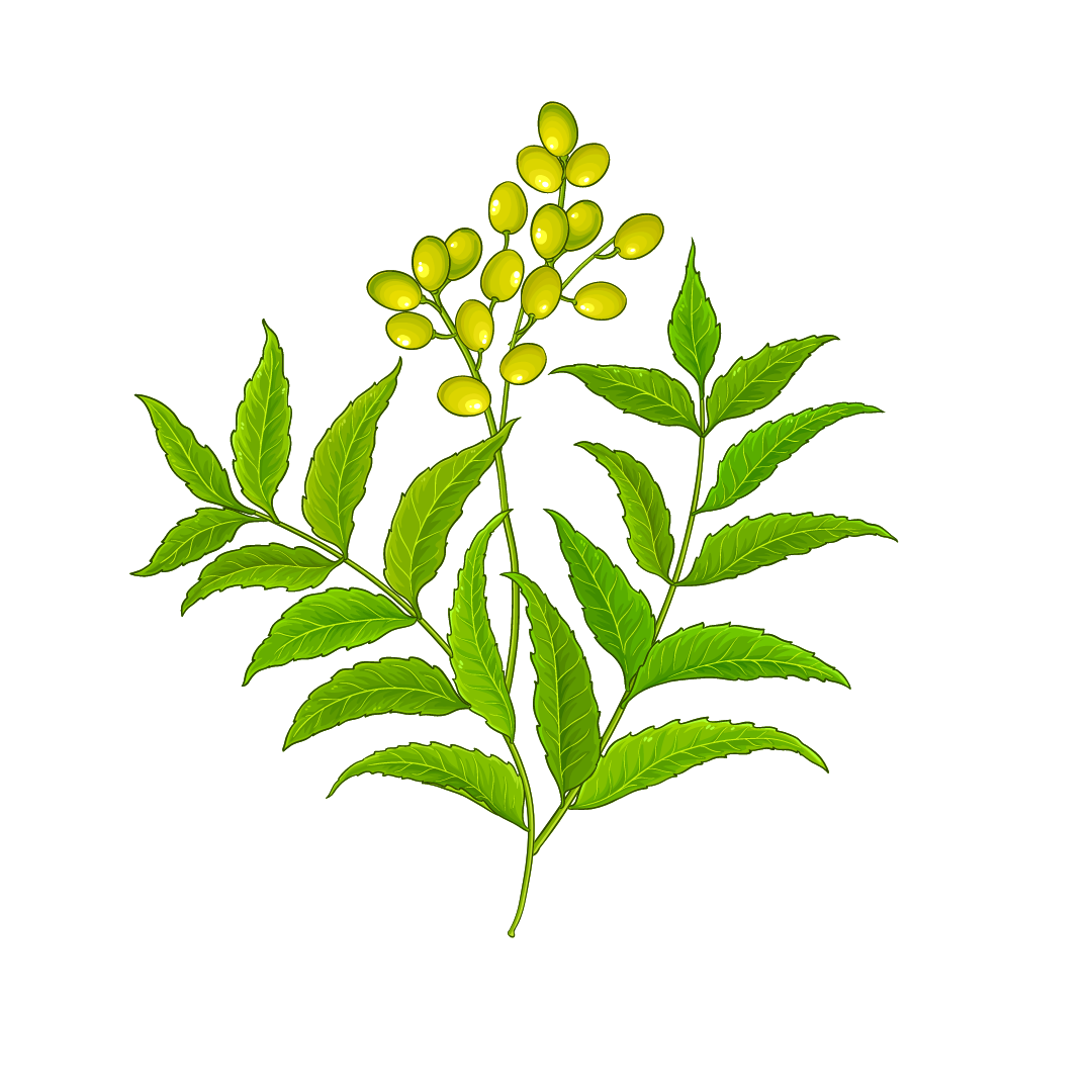 Neem Botanical Illustration