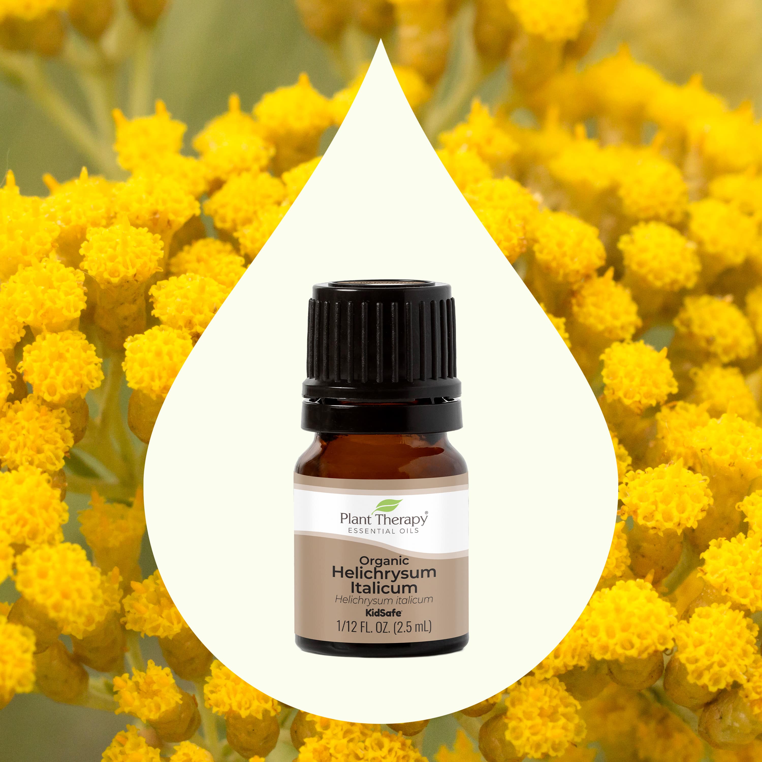 Aceite Esencial de Helichrysum Italicum Orgánico