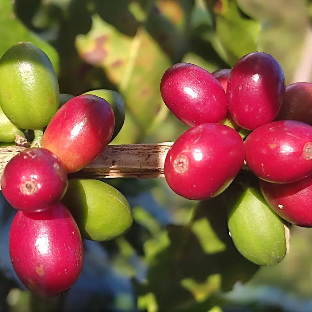 Espresso Blend