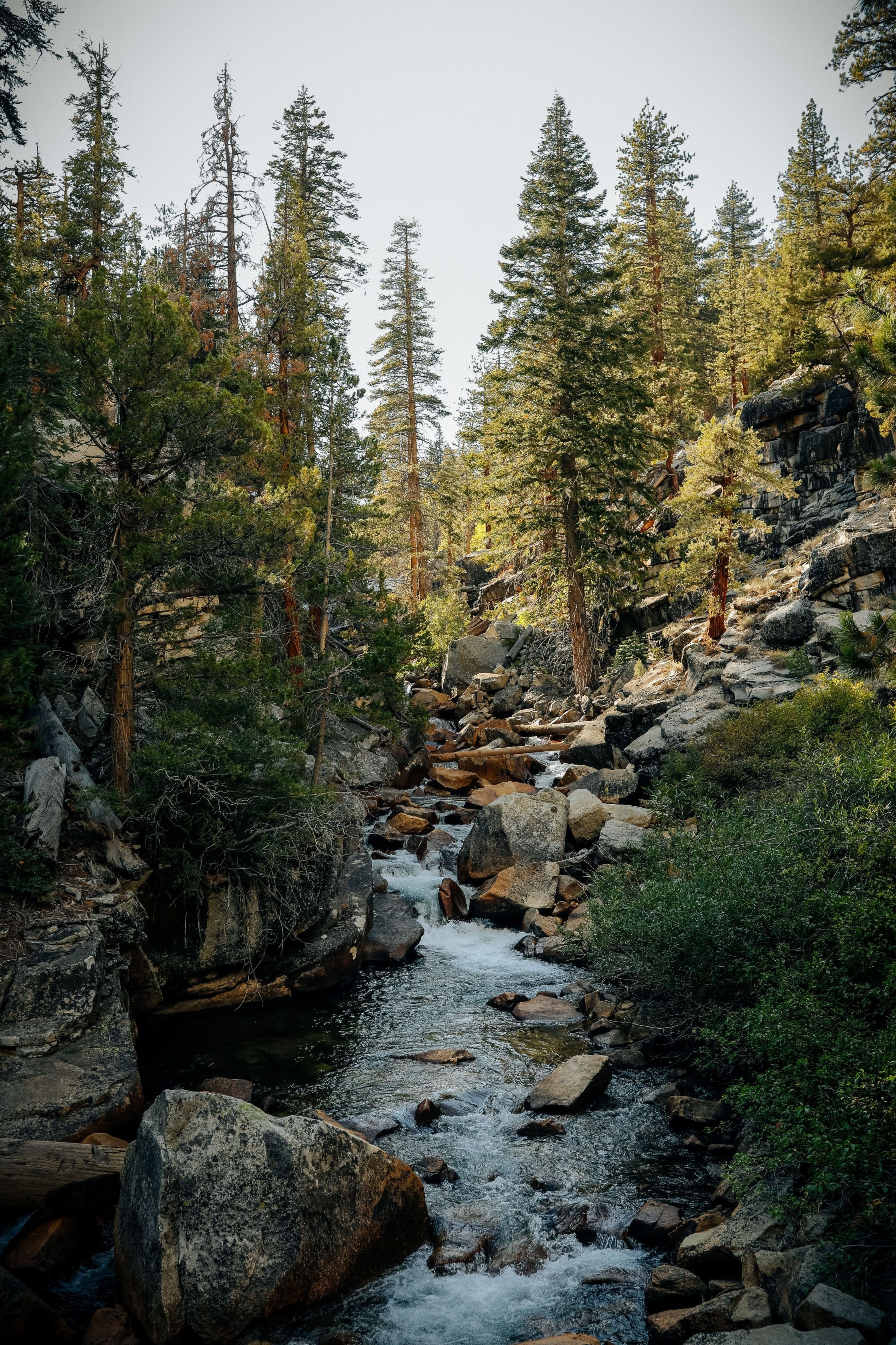 Sierra Forest Essential Oil Candle