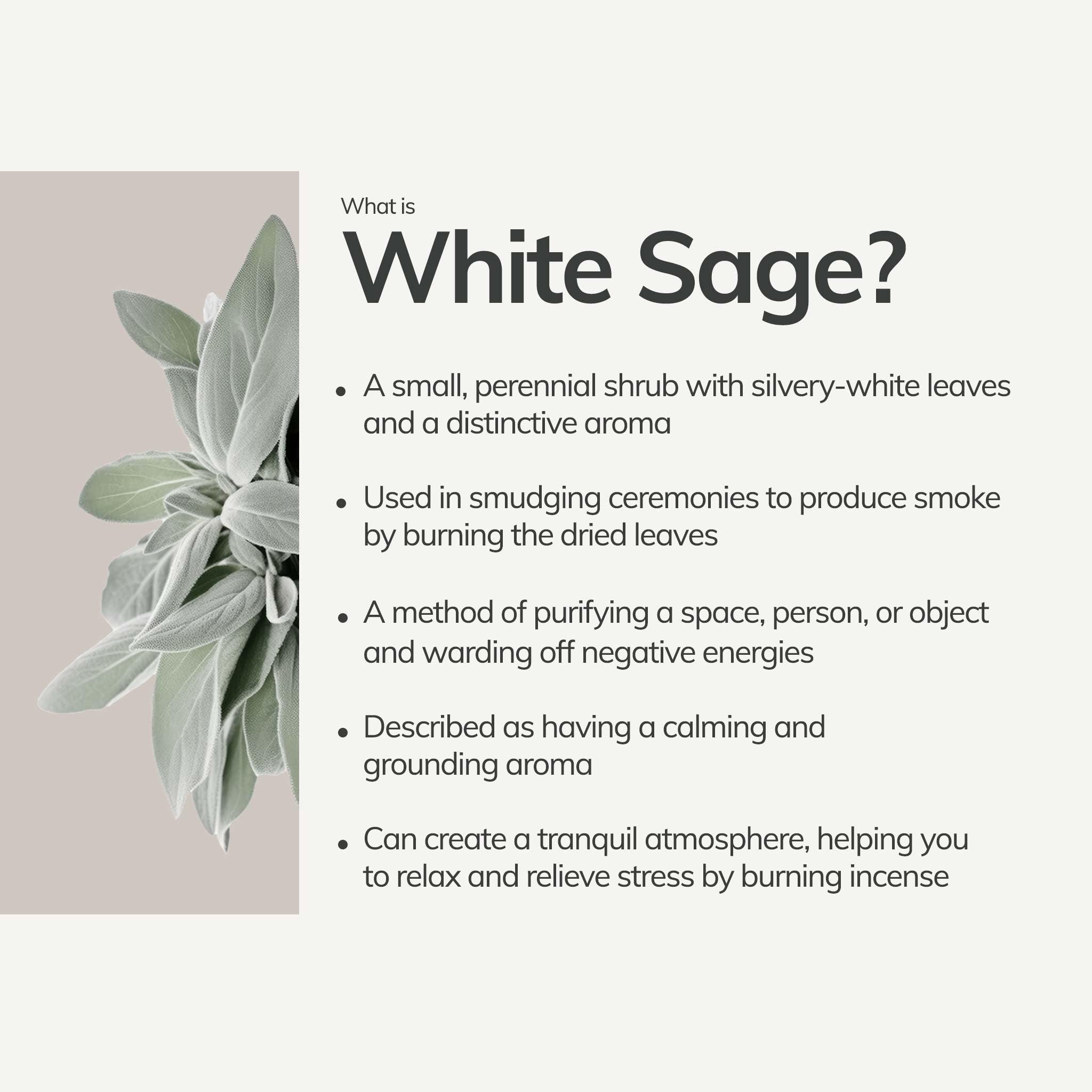 CEDAR AND MYRRHLarge Organic White Sage Smudge Stick - M.S Skincare