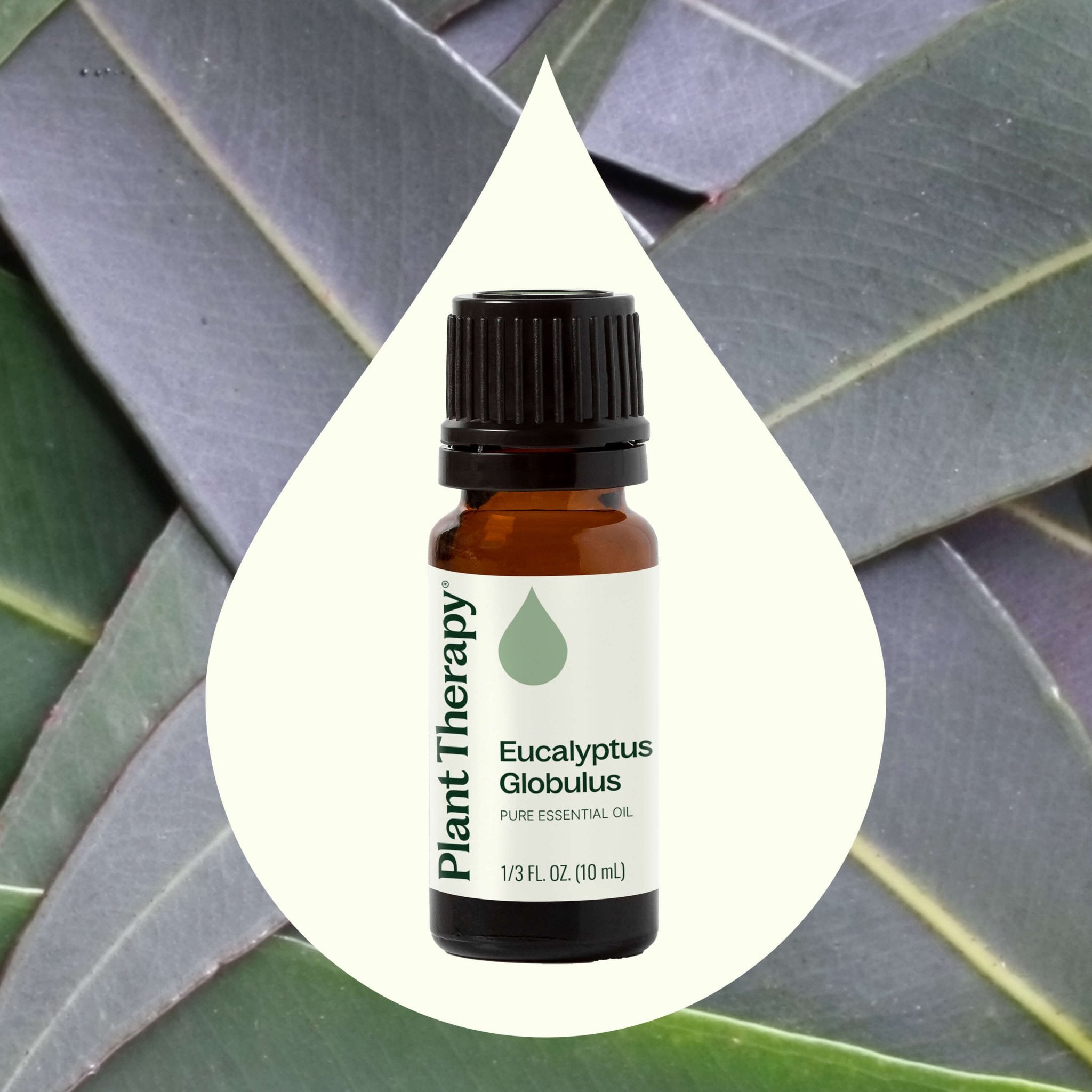 Plant Therapy Eucalyptus Globulus Essential Oil