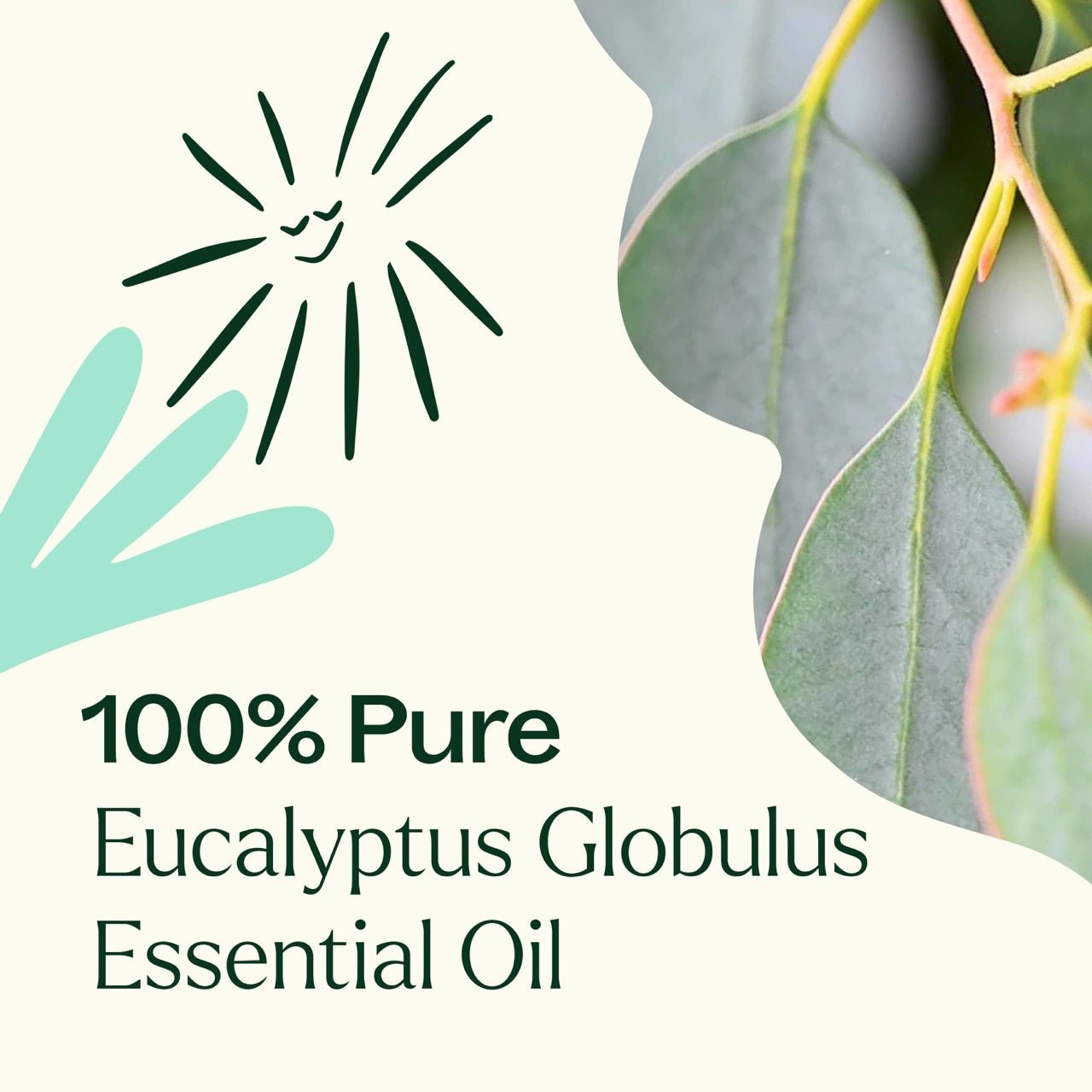 Plant Therapy Eucalyptus Globulus Essential Oil