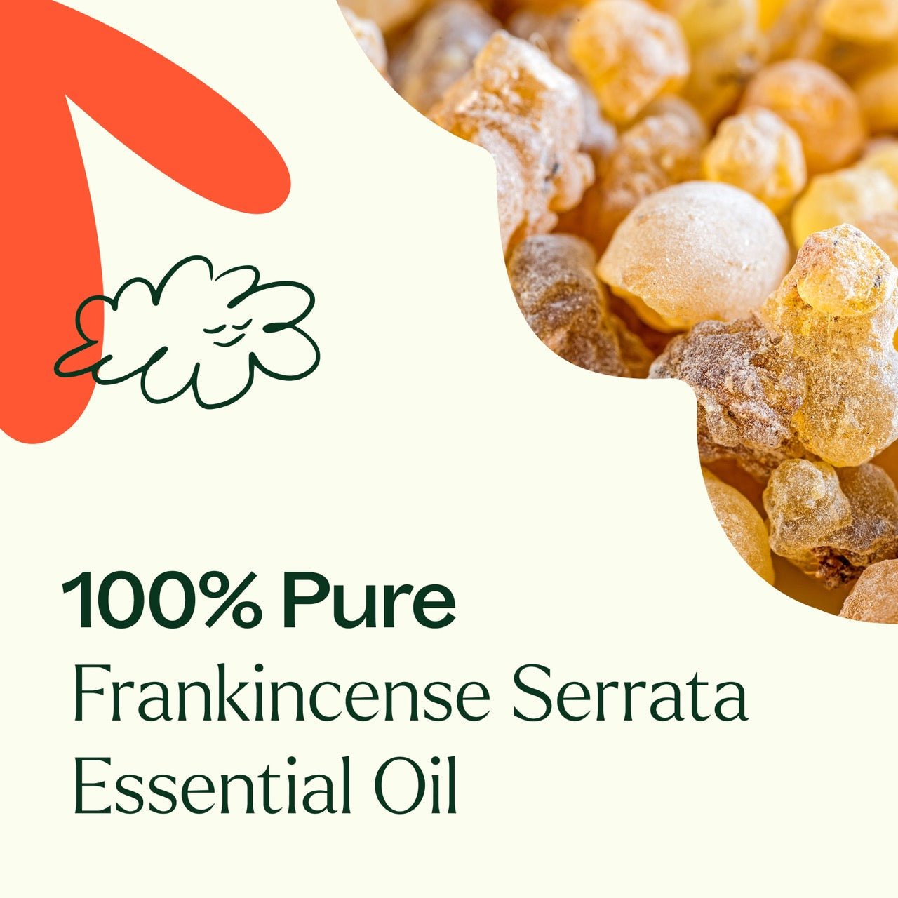 Plant Therapy Frankincense Serrata Essential Oil