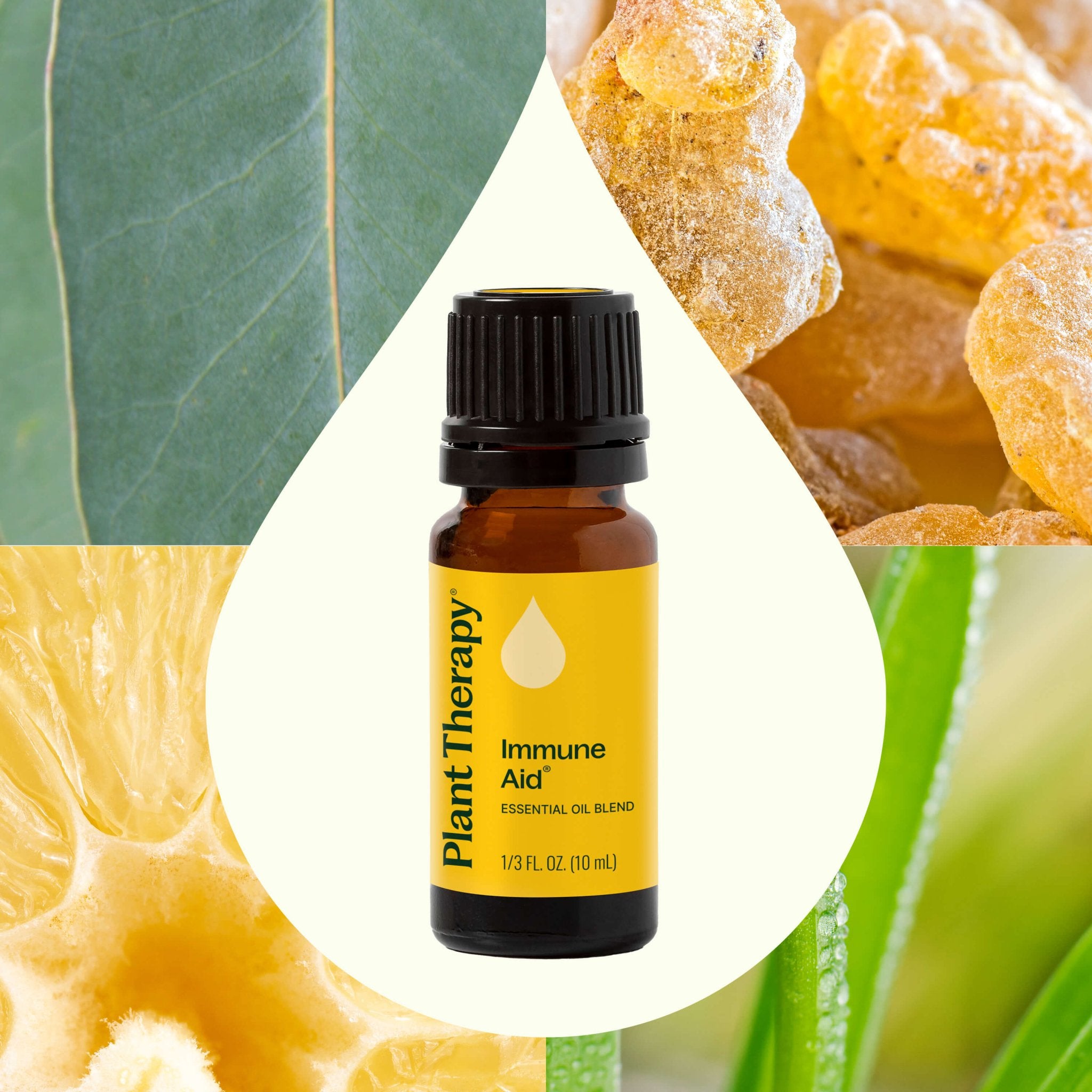 Plant Therapy Immune Aid Essential Oil Blend