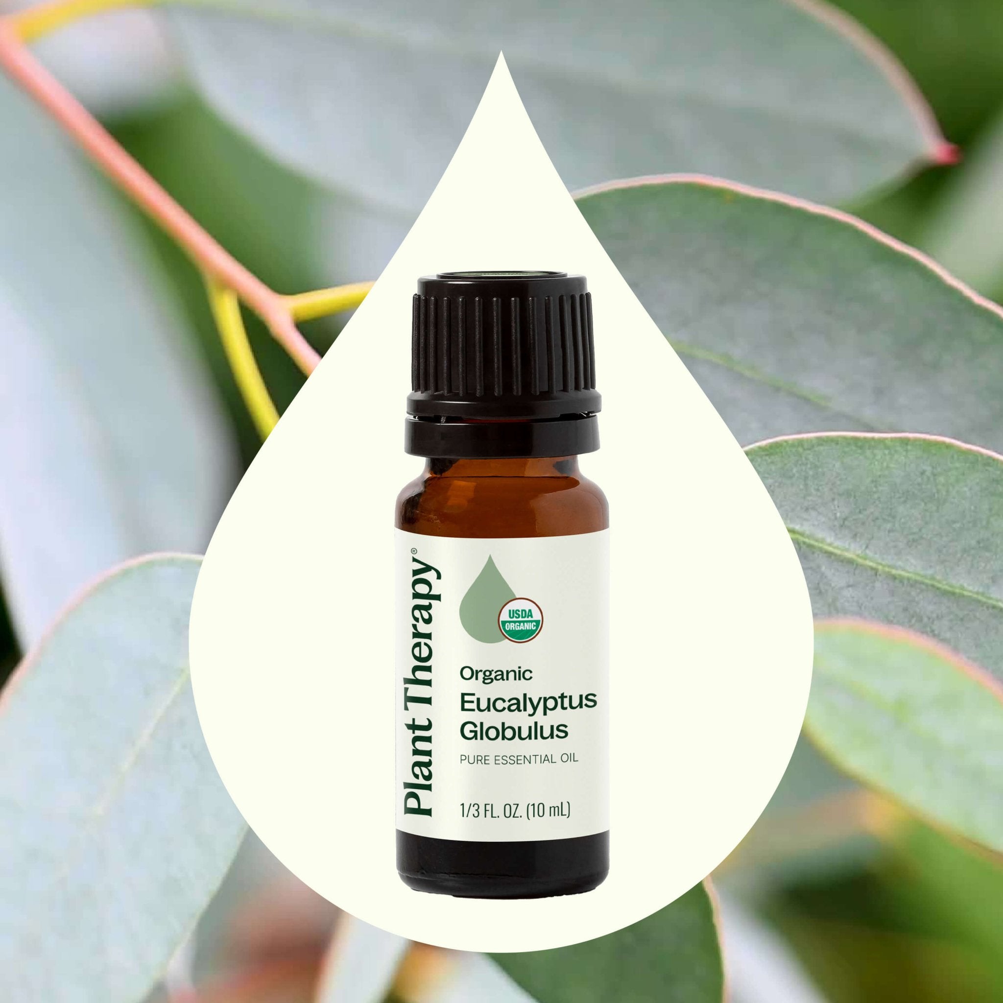 Plant Therapy Organic Eucalyptus Globulus Essential Oil