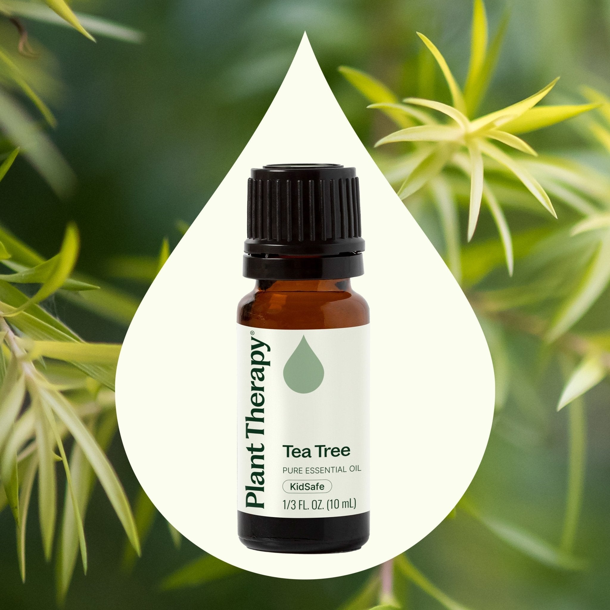 Plant Therapy Tea Tree Essential Oil