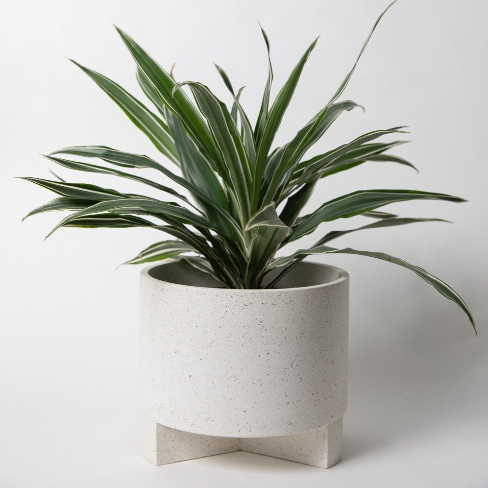 Pretti.CoolLarge Planter w/ Base - M.S Skincare