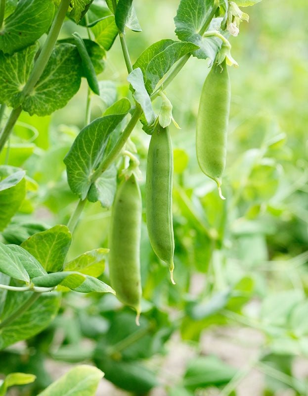 Pure Indian Foods Organic Cascadia Snap Pea Seeds