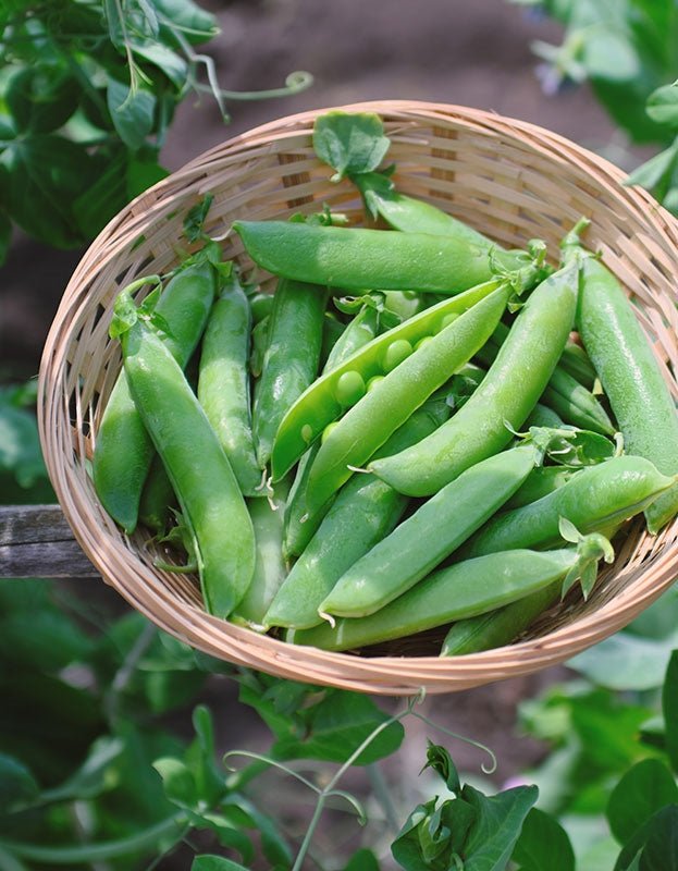 Pure Indian Foods Organic Cascadia Snap Pea Seeds