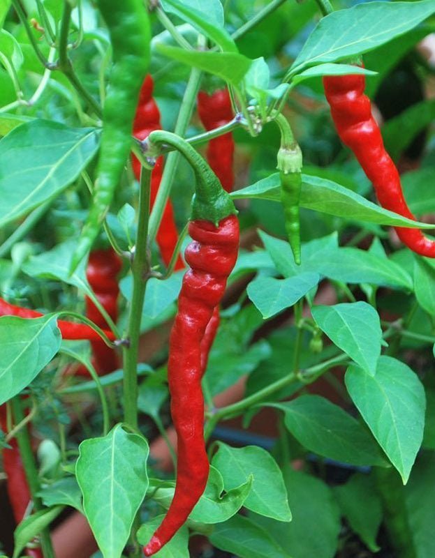 Pure Indian Foods Organic Cayenne Pepper Seeds (Long Red Narrow)