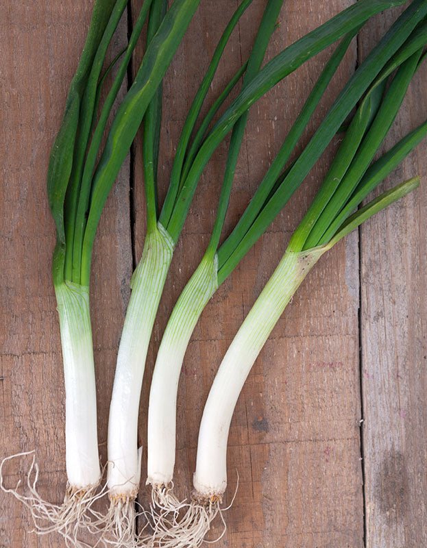 Pure Indian Foods Organic Tokyo White Onion (Scallions) Seeds