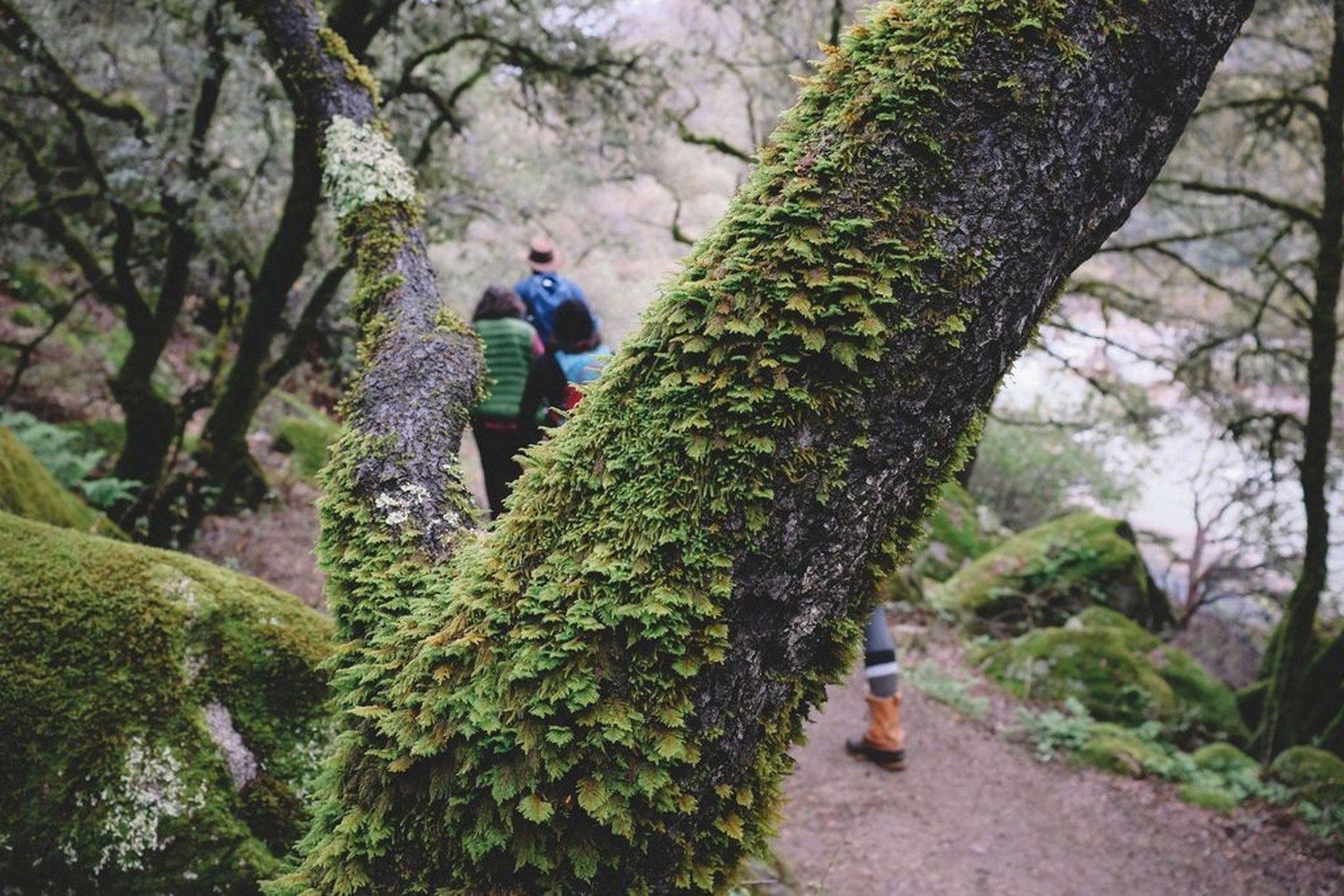 Cascade Forest Raumspray