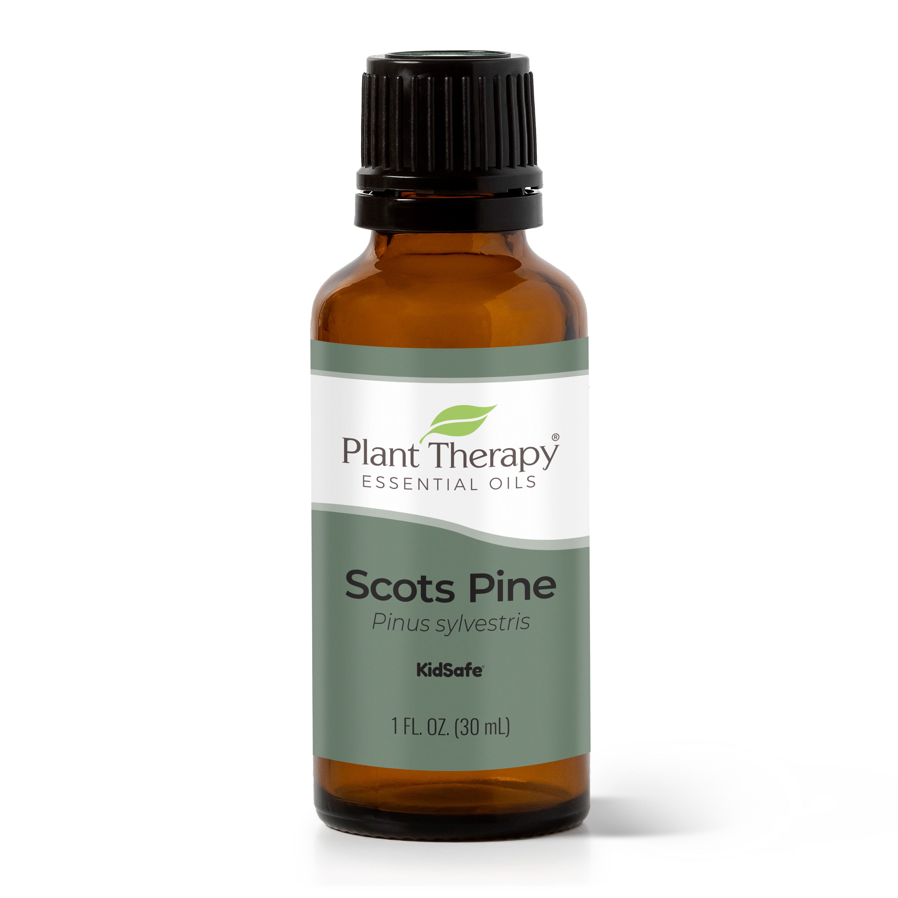 Scots Pine Essential Oil